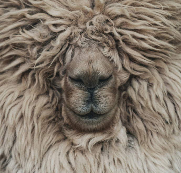 10 Fascinating Alpaca Facts